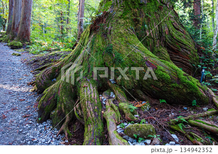 戸隠神社参道に生える杉の大きな根 134942352
