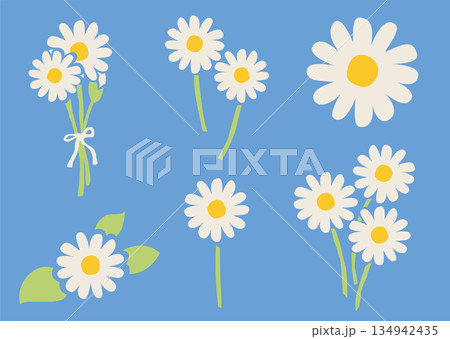 デイジーの花のイラストセット　カモミールやハーブ系のシンプルな花のイメージ 134942435