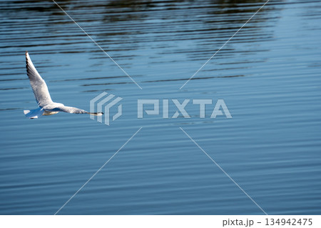 水面を翼を広げて飛翔するユリカモメ 水面を翼を広げて飛翔するユリカモメ 134942475