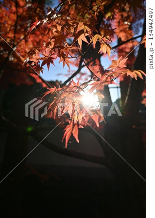 秋の紅葉に差し込む光3 秋の紅葉に差し込む光3 134942497