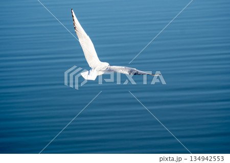 水面を飛翔するユリカモメ 水面を飛翔するユリカモメ 134942553