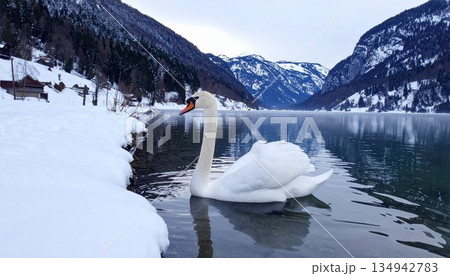 凍てつく湖に佇む白鳥2 凍てつく湖に佇む白鳥2 134942783