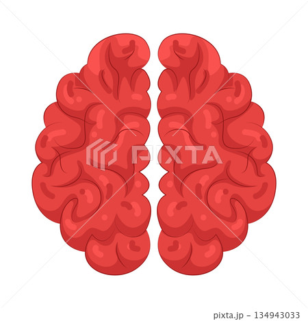 Illustration of human brain 134943033