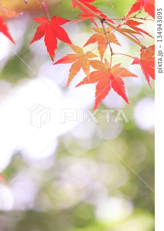 鮮やかな紅葉 134943095