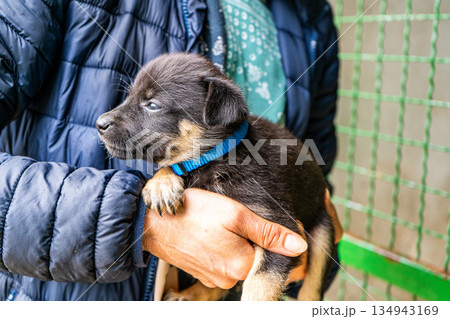 Puppy little dog in hands Puppy little dog in hands 134943169