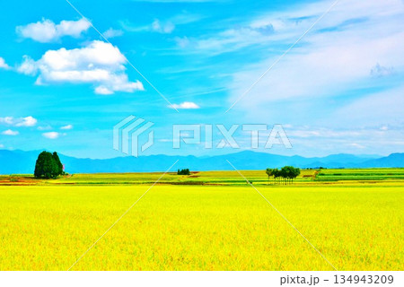 池ヶ原田園のハサ木・豊穣の秋 134943209