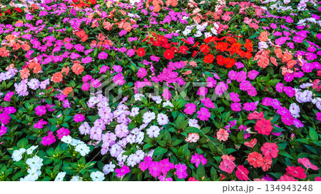 vivid multicolored Impatiens walleriana blooming flowers on a flower bed in the garden in summer. Beautiful floral background 134943248