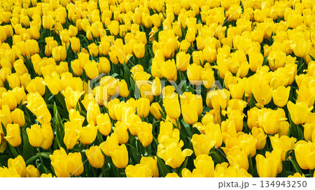 field of blooming yellow tulip flowers in garden in spring. Beautiful natural blossom floral background 134943250