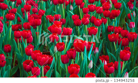field of red tulip flowers in the garden in spring. Beautiful natural floral background field of red tulip flowers in the garden in spring. Beautiful natural floral background 134943258