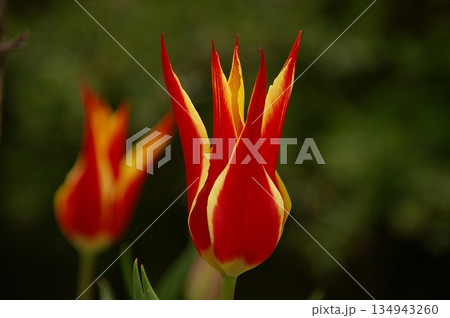 ユリ咲きチューリップ アップ写真2 134943260