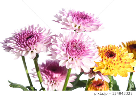 菊（スプレーマム） 134943325