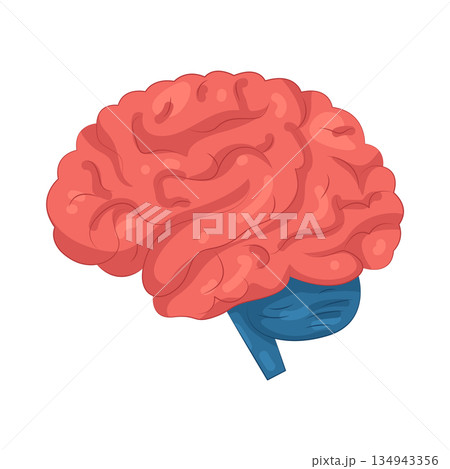 Illustration of human brain 134943356