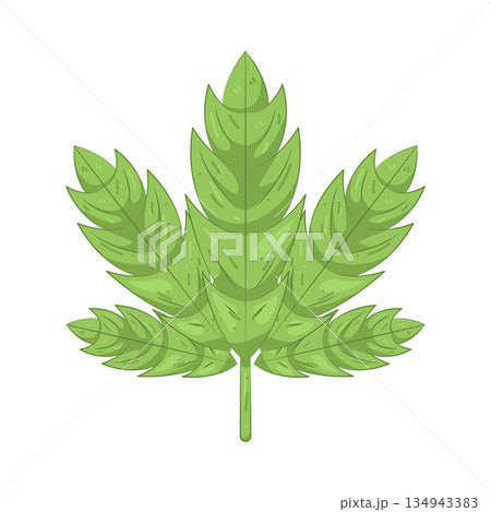 Illustration of cannabis leaf Illustration of cannabis leaf 134943383