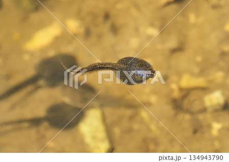 オタマジャクシ 134943790