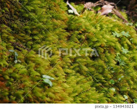 森の斜面を覆う鮮やかな緑の苔と小さな植物が広がる自然背景（赤目渓谷, 名張市, 三重県）2 134943821