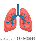 Illustration of human lungs 134943949