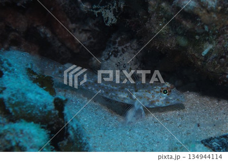 岩の隙間に潜むツマグロサンカクハゼ　水中写真 134944114