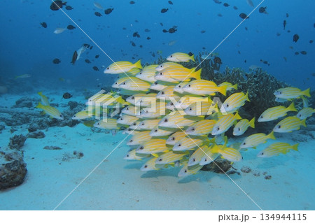 サンゴと青い海とヨスジフエダイ　水中写真 134944115