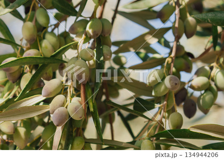 Ripe olives on an olive tree branch in autumn, ready for harvest season 134944206