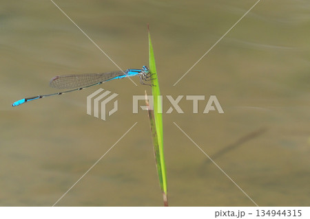 ホソミイトトンボ（オス） 134944315