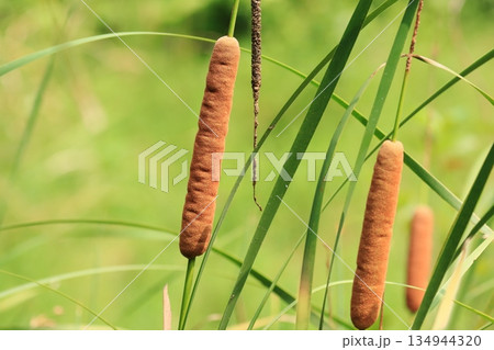 ガマの穂 ガマの穂 134944320
