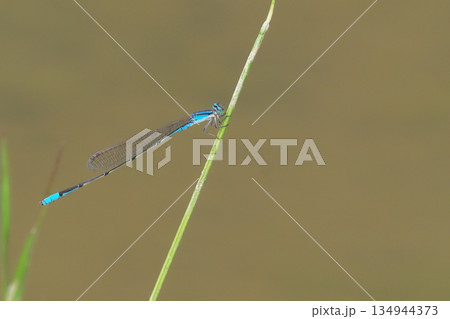 ホソミイトトンボ(オス) ホソミイトトンボ(オス) 134944373