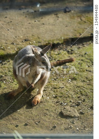 シマオイワワラビー Petrogale xanthopus シマオイワワラビー Petrogale xanthopus 134944480