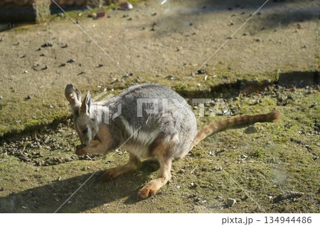 シマオイワワラビー　Petrogale xanthopus 134944486