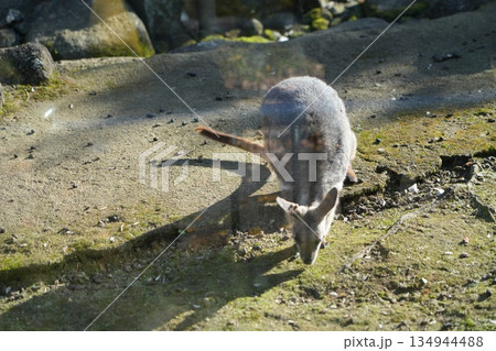 シマオイワワラビー　Petrogale xanthopus 134944488