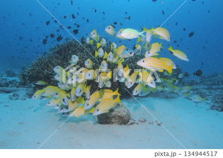 青い海とヨスジフエダイの群れ　水中写真 134944517