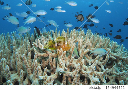 サンゴとハダカハオコゼとスズメダイ　水中写真 134944521