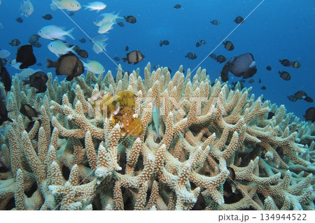 サンゴとハダカハオコゼと青い海　水中写真 134944522