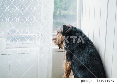 Terrier dog patiently looking through window, experiencing solitude and yearning Terrier dog patiently looking through window, experiencing solitude and yearning 134944573