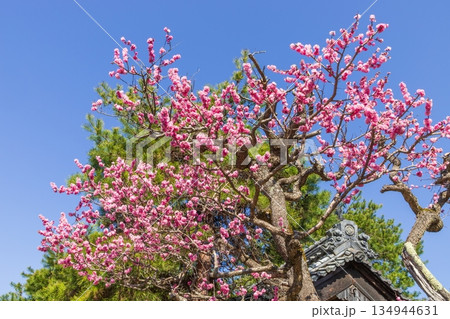 季節感漂う満開のピンクの花 長野県駒ケ根市にて 季節感漂う満開のピンクの花 長野県駒ケ根市にて 134944631