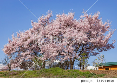 長野県駒ケ根市で見る満開の桜 134944636