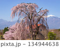 長野県駒ケ根市で見る枝垂桜と中央アルプス 134944638