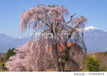 長野県駒ケ根市で見る枝垂桜と中央アルプス 134944638