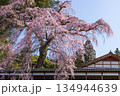 長野県駒ケ根市で見る枝垂桜 134944639