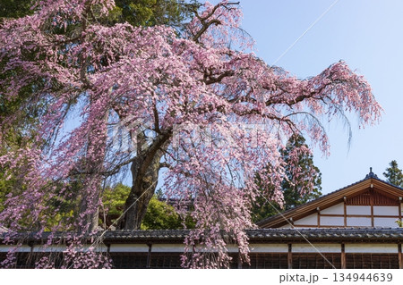 長野県駒ケ根市で見る枝垂桜 134944639