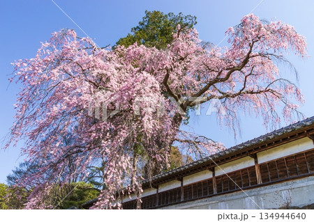 長野県駒ケ根市で見る枝垂桜 134944640
