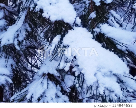 Pine branches covered in heavy snow. Close up winter nature. 134944658