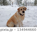 Labrador retriever dog sitting in a snowy forest. 134944660