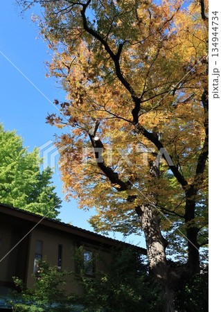 さいたま市大宮氷川神社参道の紅葉した大木 さいたま市大宮氷川神社参道の紅葉した大木 134944734