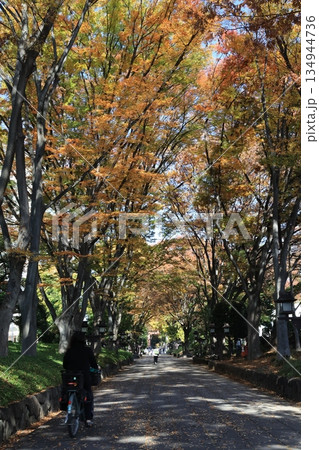 さいたま市大宮氷川神社参道の紅葉した大木の並木 さいたま市大宮氷川神社参道の紅葉した大木の並木 134944736