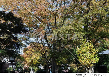 さいたま市大宮氷川神社参道の紅葉した大木の並木 さいたま市大宮氷川神社参道の紅葉した大木の並木 134944737
