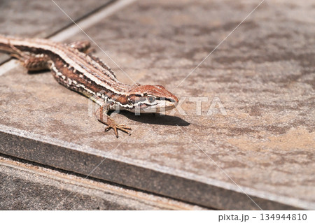 ニホンカナヘビ ニホンカナヘビ 134944810