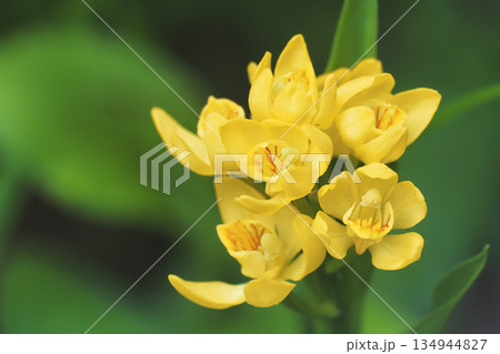 キンランの花 キンランの花 134944827