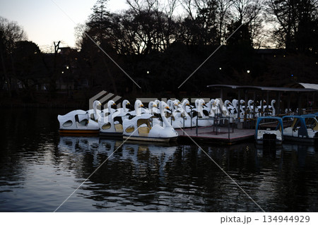 帰巣したスワンボート 134944929