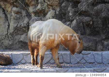 ゴールデンターキン Budorcas taxicolor bedfordi ゴールデンターキン Budorcas taxicolor bedfordi 134944954