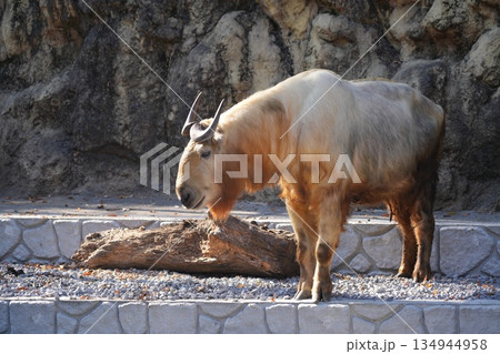 ゴールデンターキン Budorcas taxicolor bedfordi ゴールデンターキン Budorcas taxicolor bedfordi 134944958